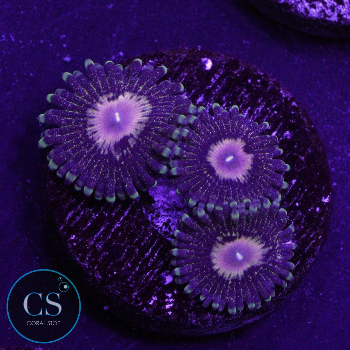 QUEEN KRAKATOA ZOA