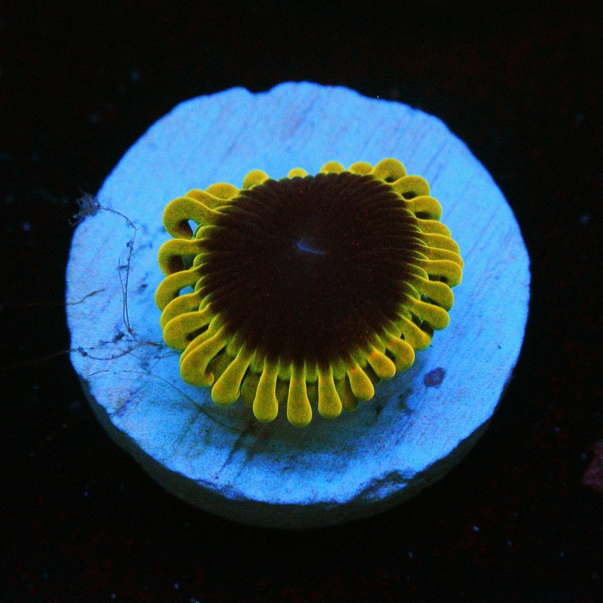 SBB THERMOSPHERE ZOA