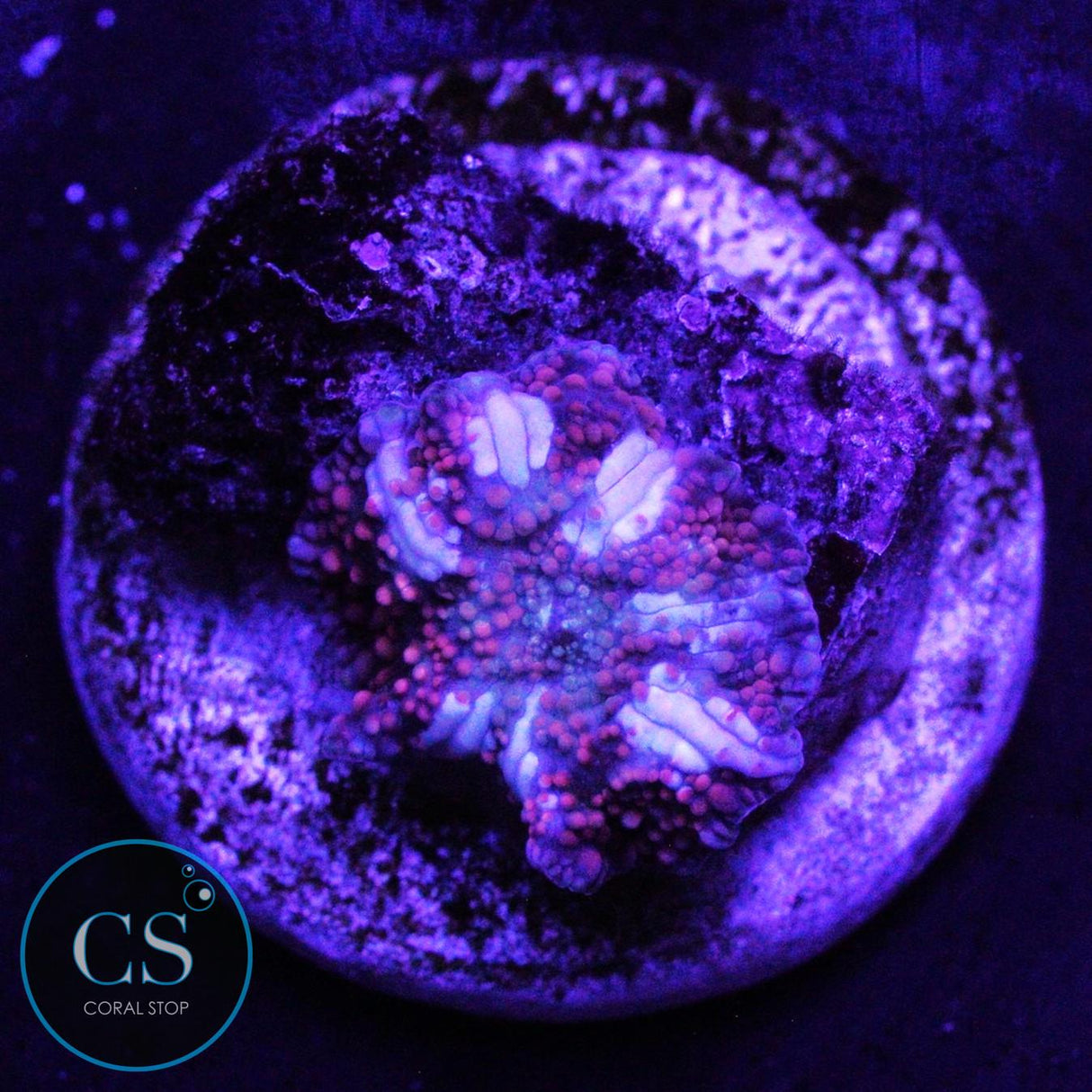 DRAGON LADY BOUNCE MUSHROOM