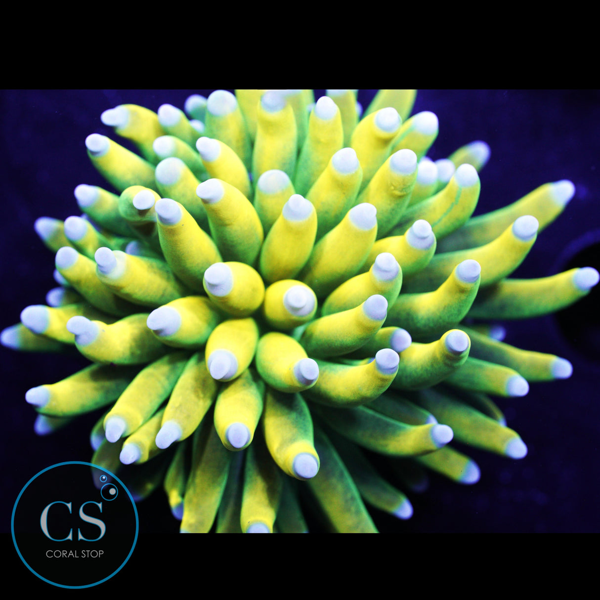 ULTIMATE BANANA GRAIL TORCH BABY BLUE TIP