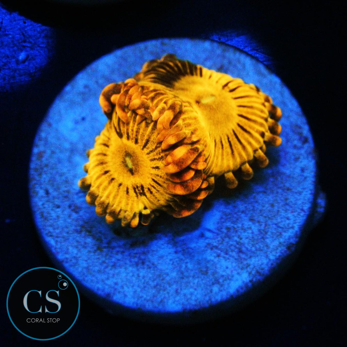 SIMPSONS DONUT ZOA