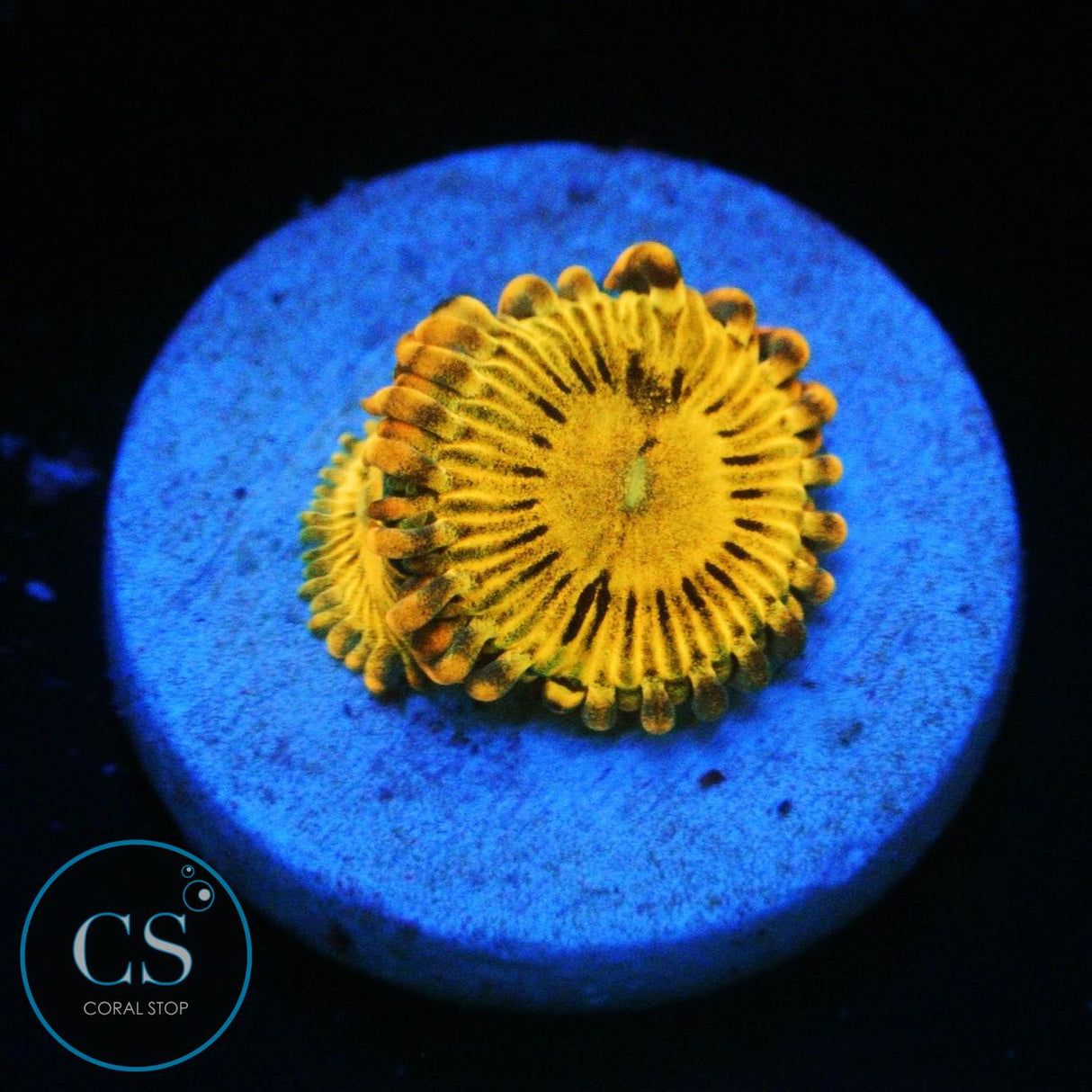 SIMPSONS DONUT ZOA