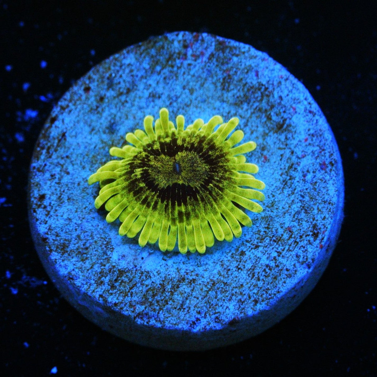 GREEN MAUL ZOA