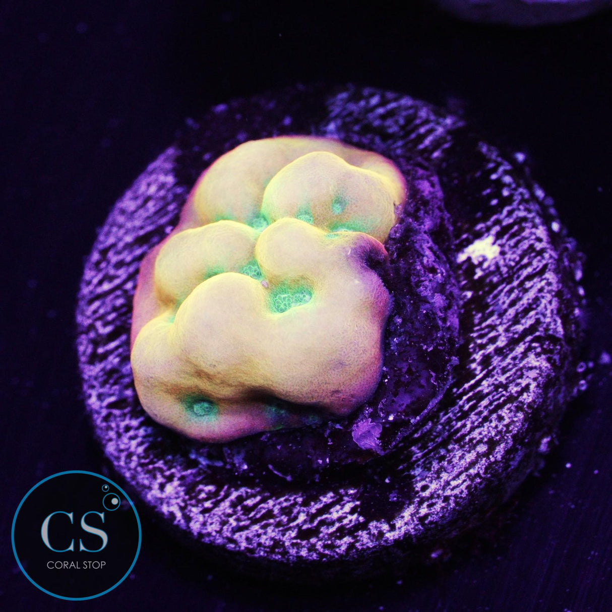 WWC Kung Pow Montipora