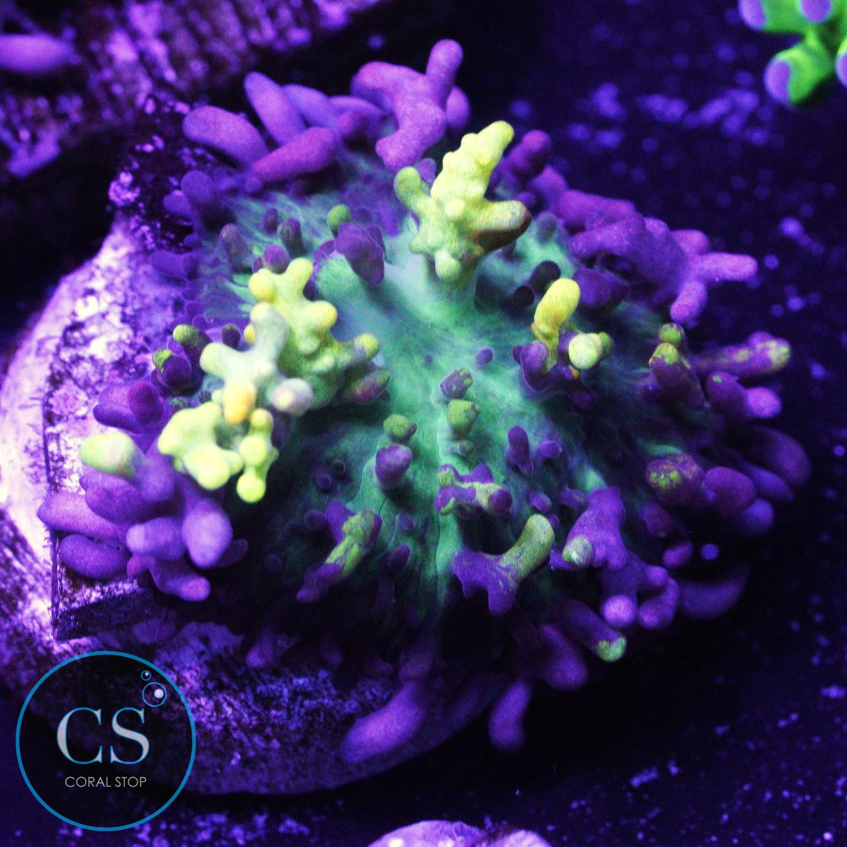 CC Magic Carpet Bounce Mushroom