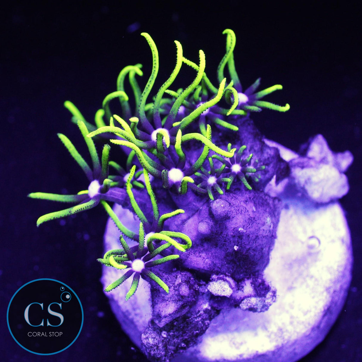 Green Star Polyps