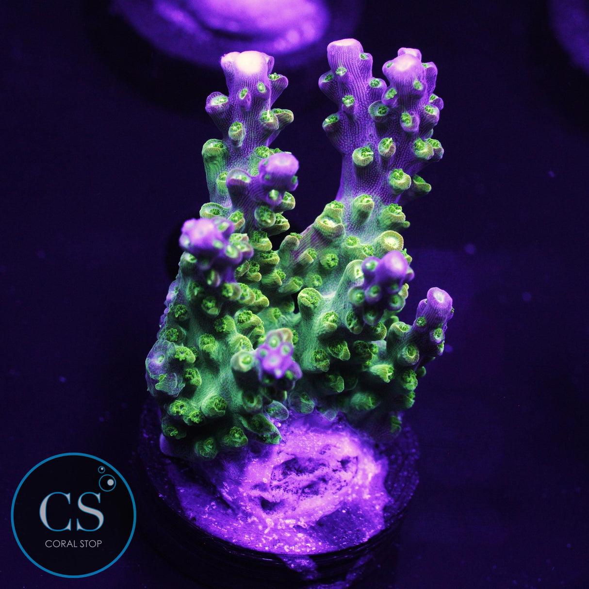 SBB Gold Schlager Acro