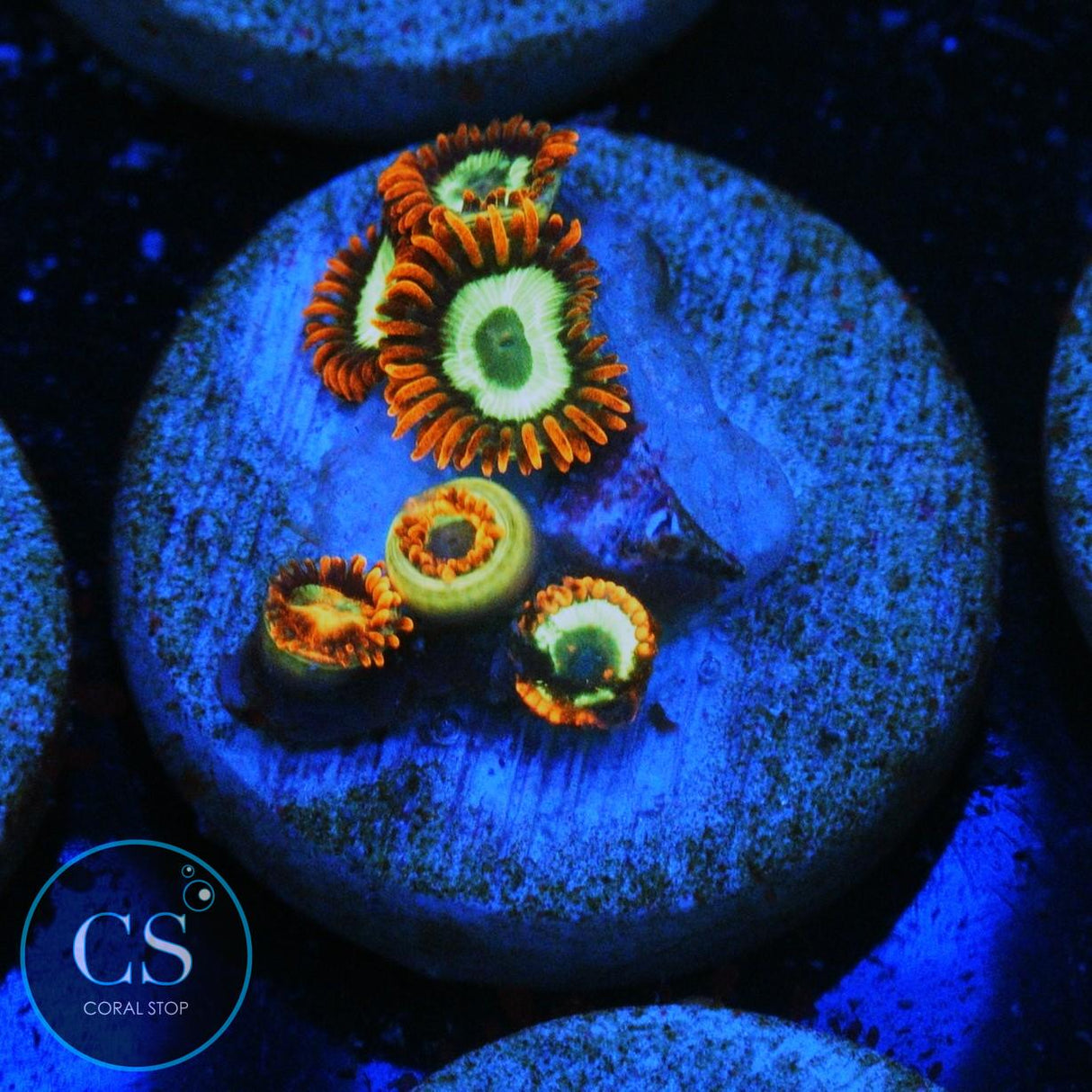 EMERALD ON FIRE ZOA