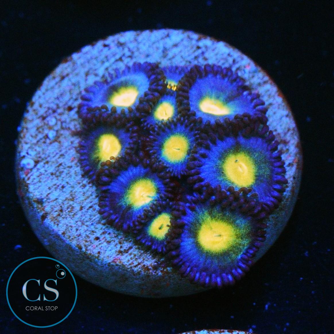 WWC AOI ZOA