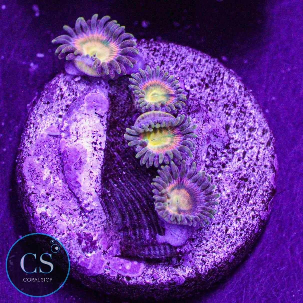 RR Kraken Zoa