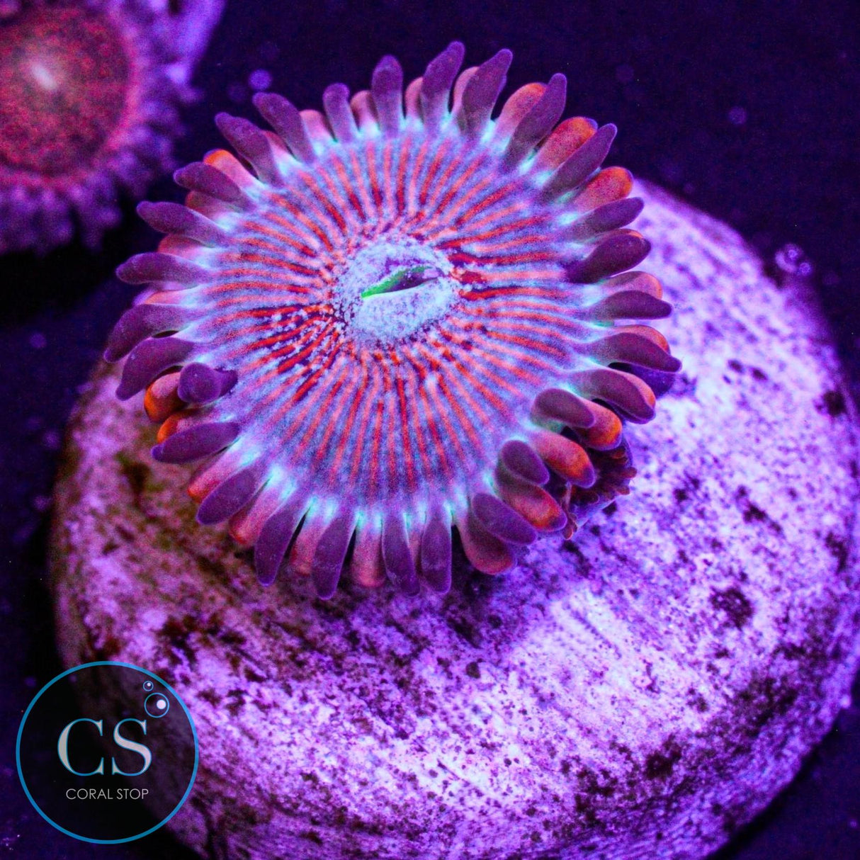 CB White Zombies Zoa
