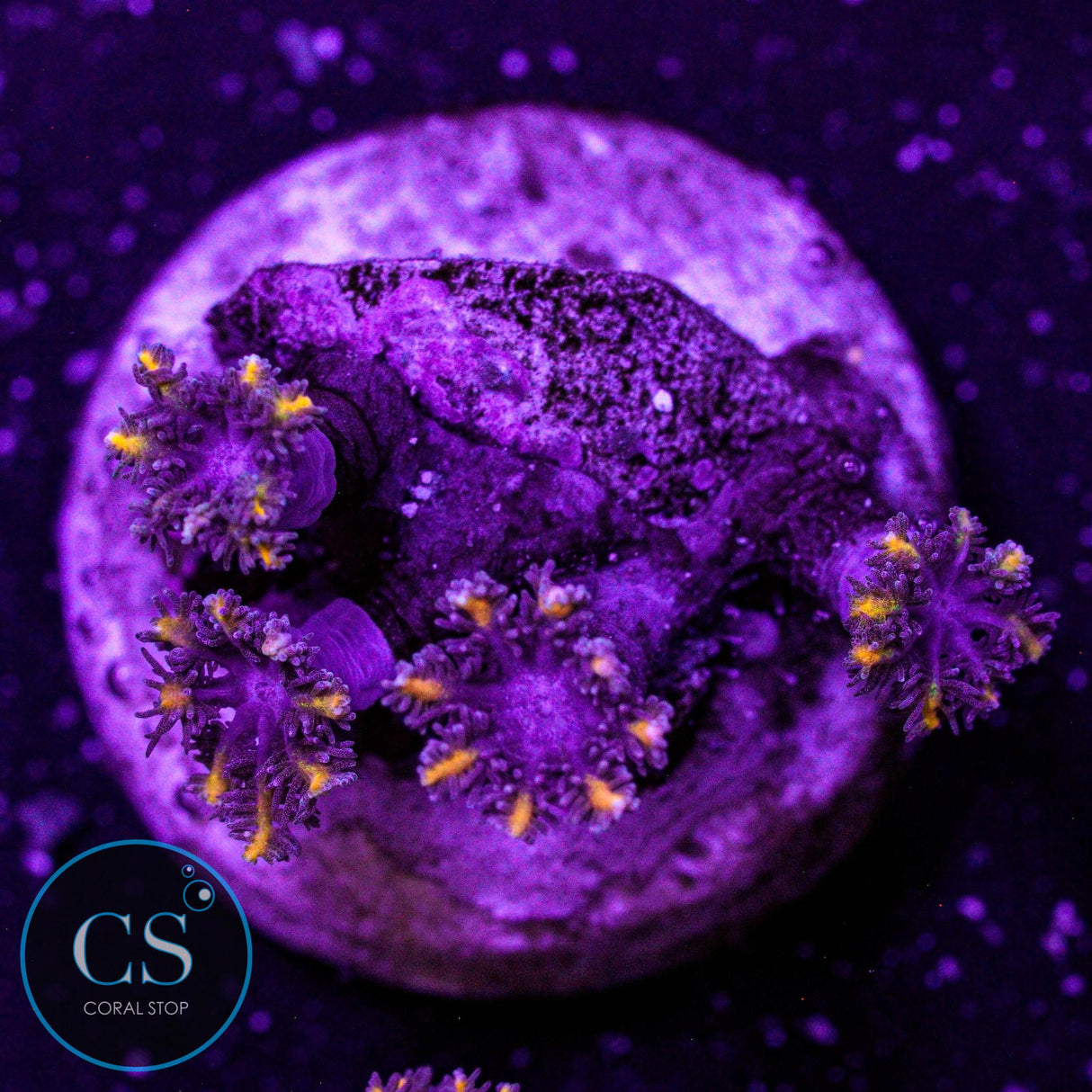 Golden Clove Polyps