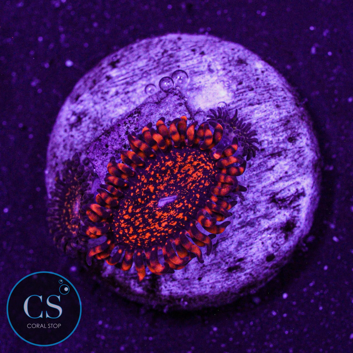 Nightmare Zoa