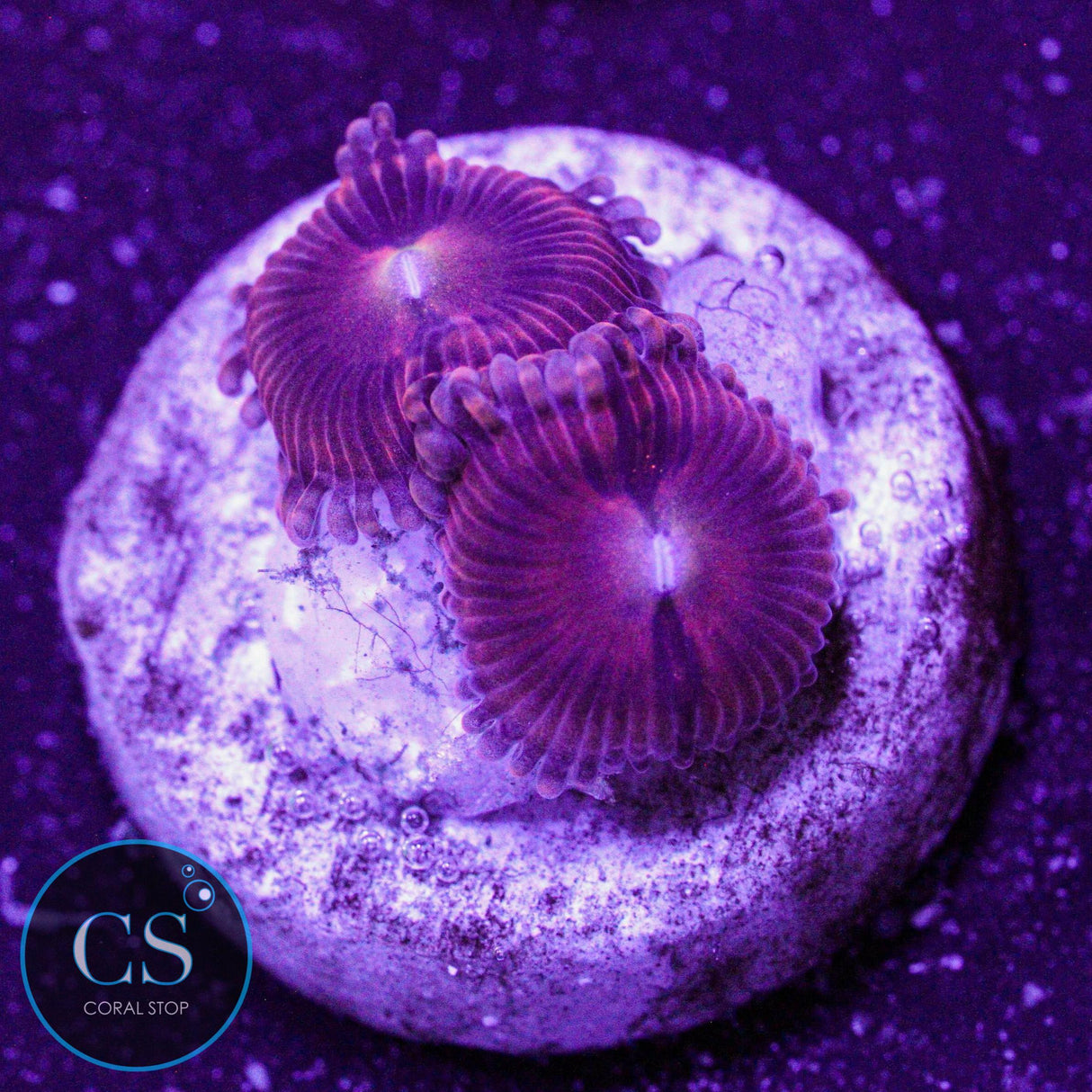 Playboy Bunny Zoa