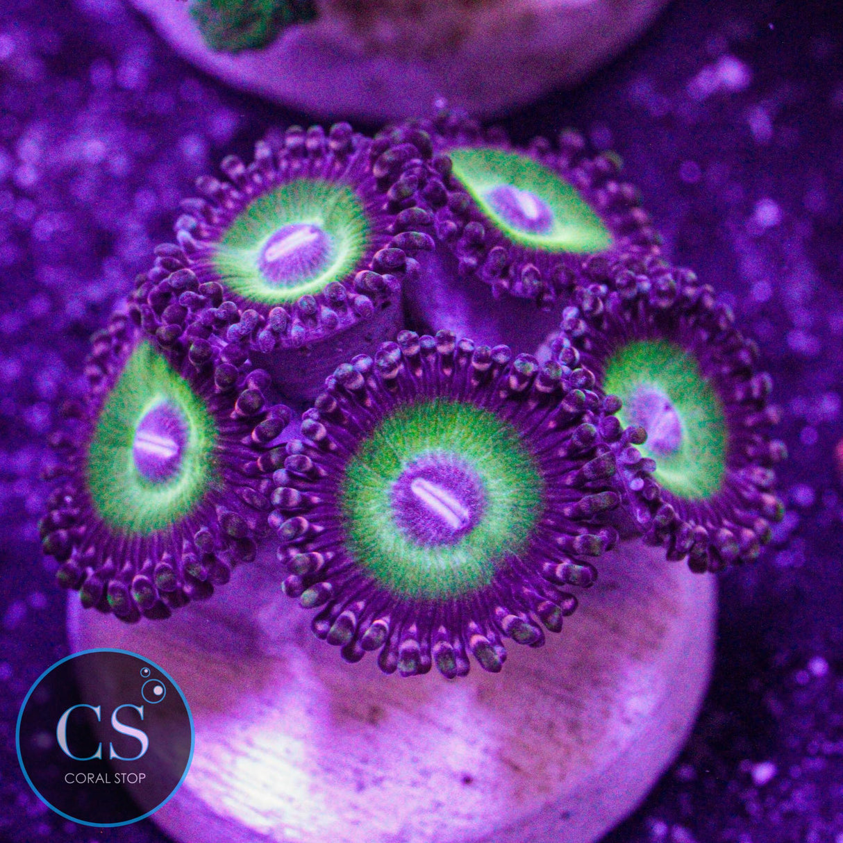 Candy Apple Purple Zoa