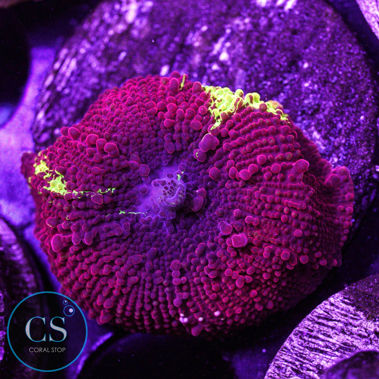 Eclectus Jawbreaker Mushroom