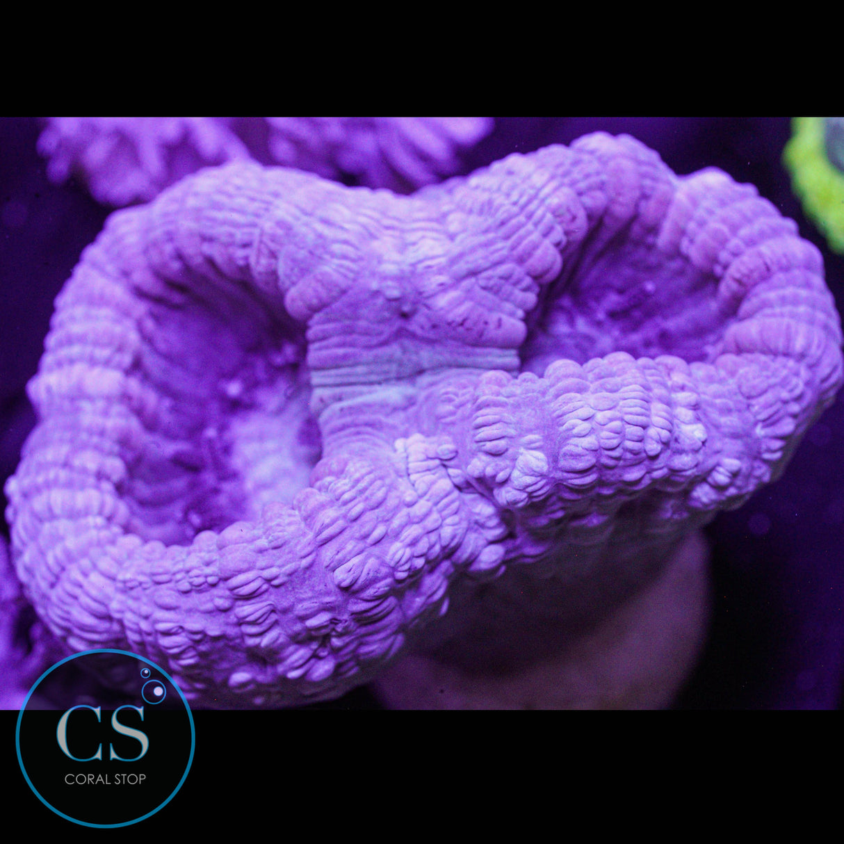 Reef Builders Giant Purple Candy Cane