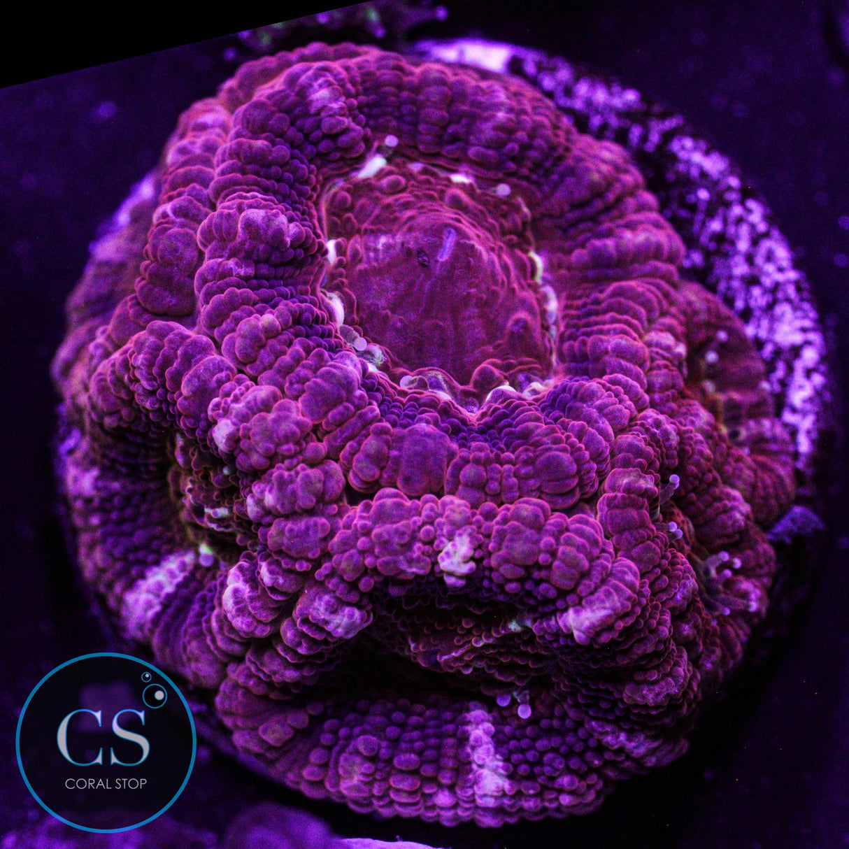 Mysterio Asian Acan
