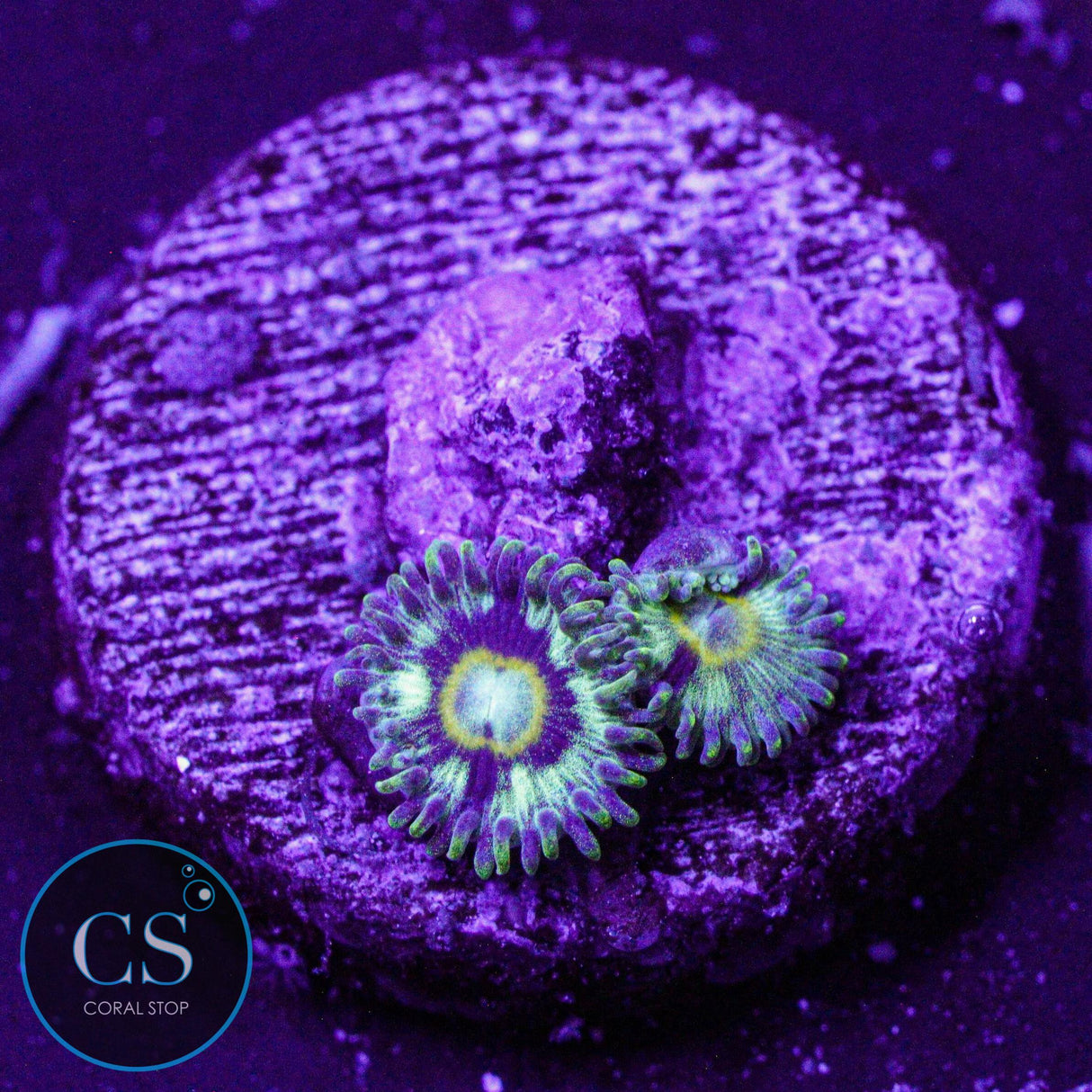Spectral Hornet Zoa