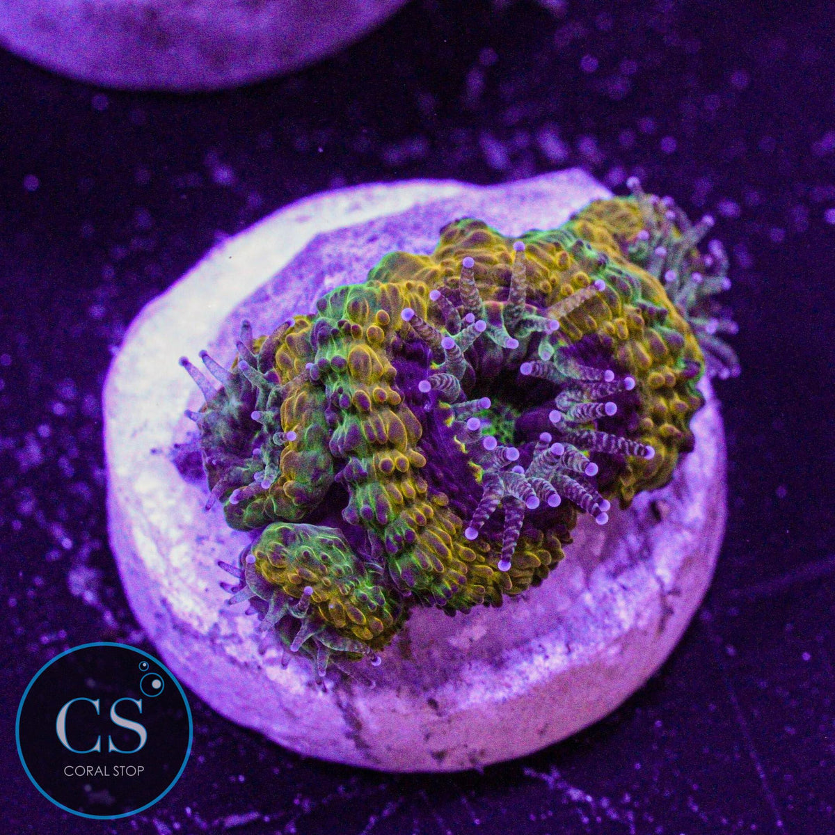 Mardi Gras Acan