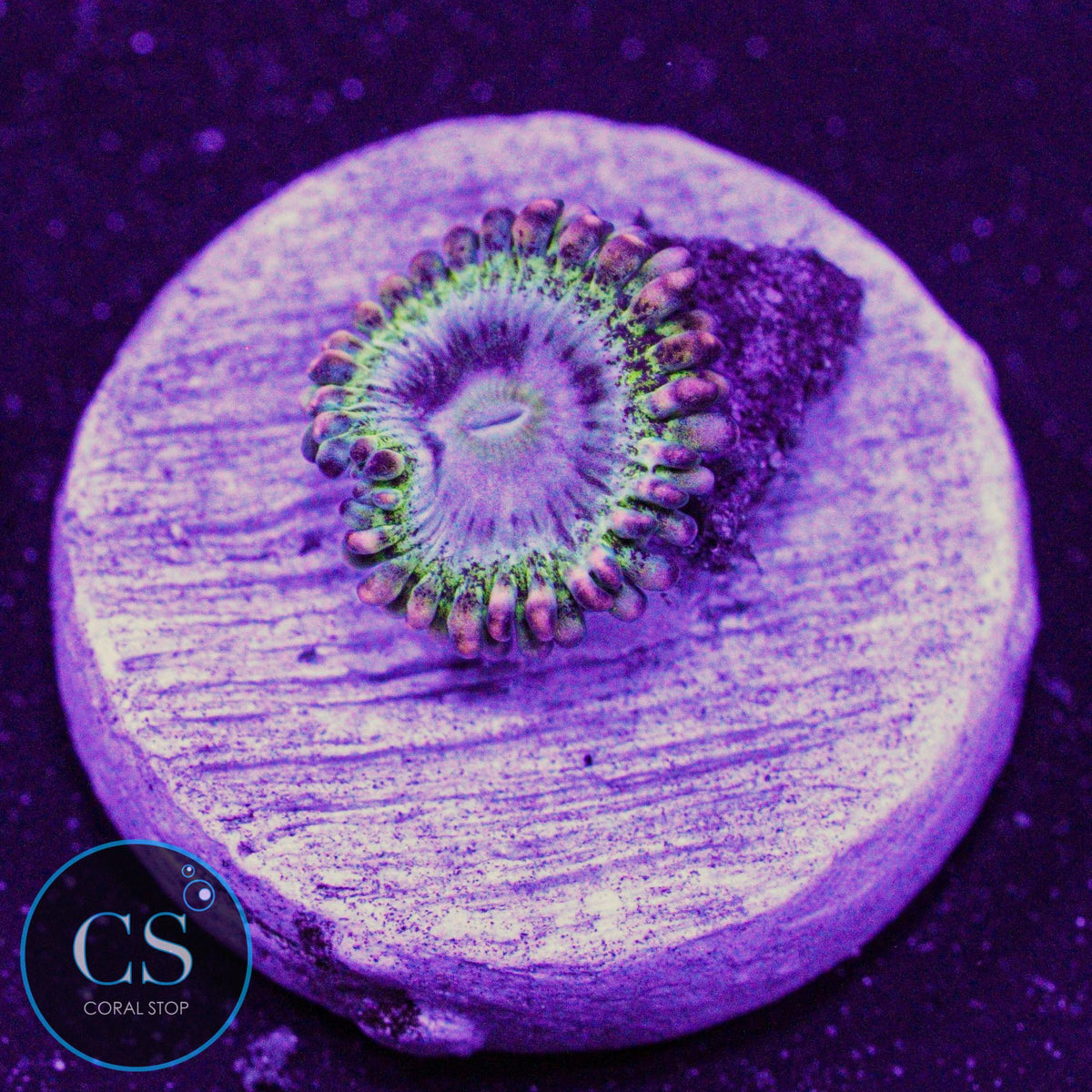 Rainbow Rhino Zoa