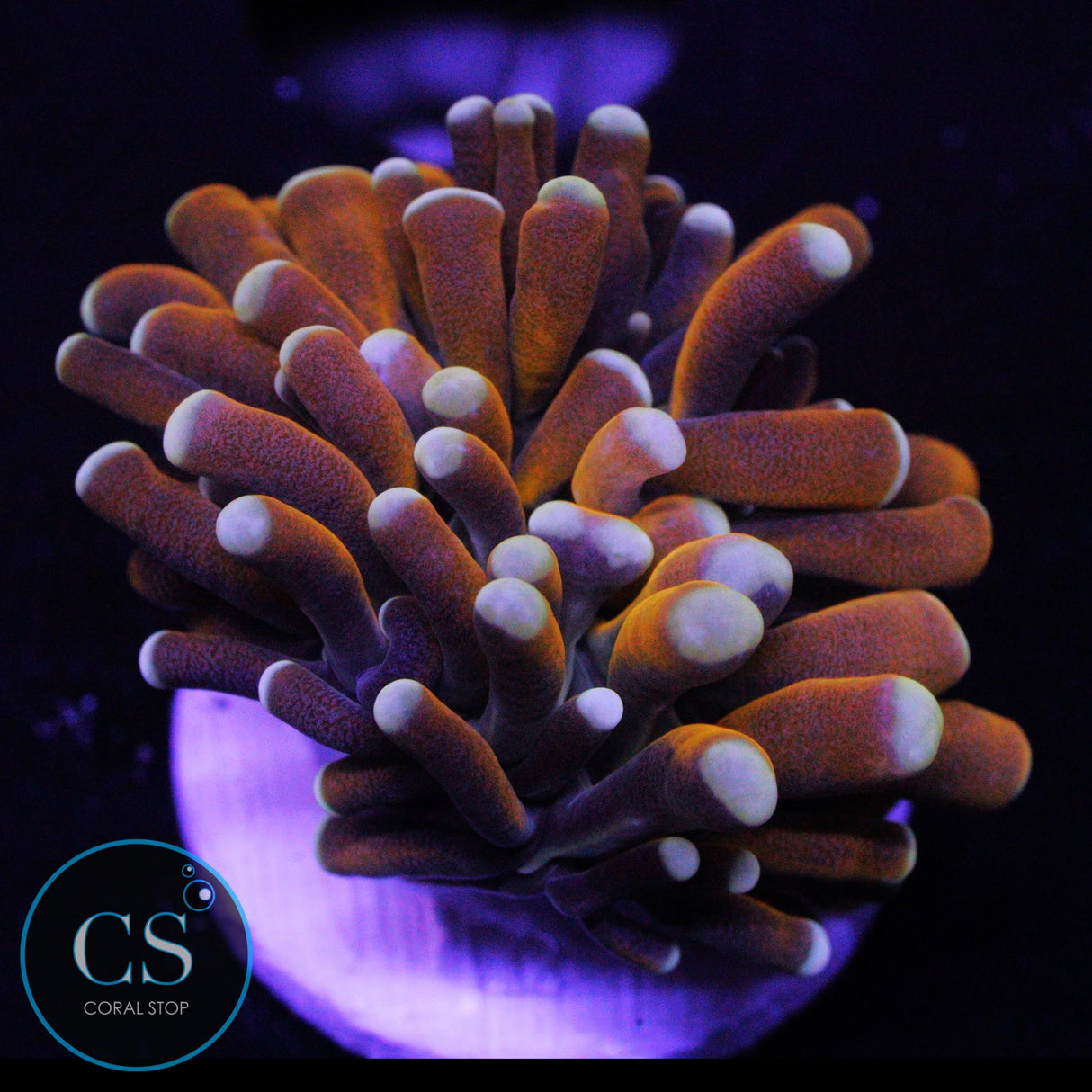 BANANA CRISTATA TORCH