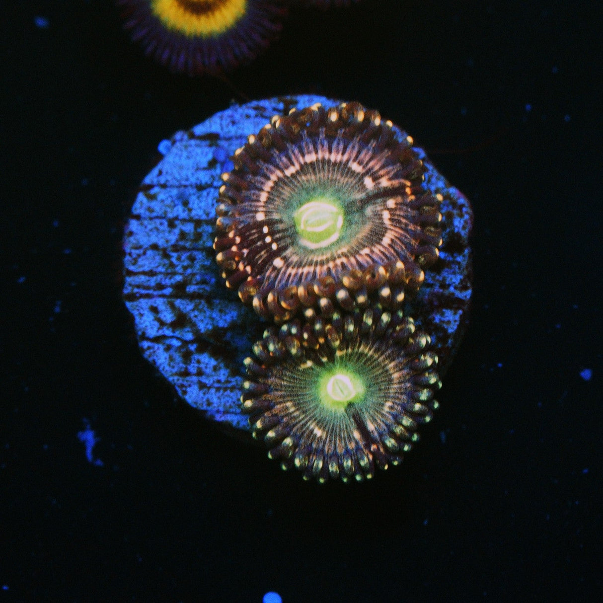 ADG MIKU FREAK ZOA