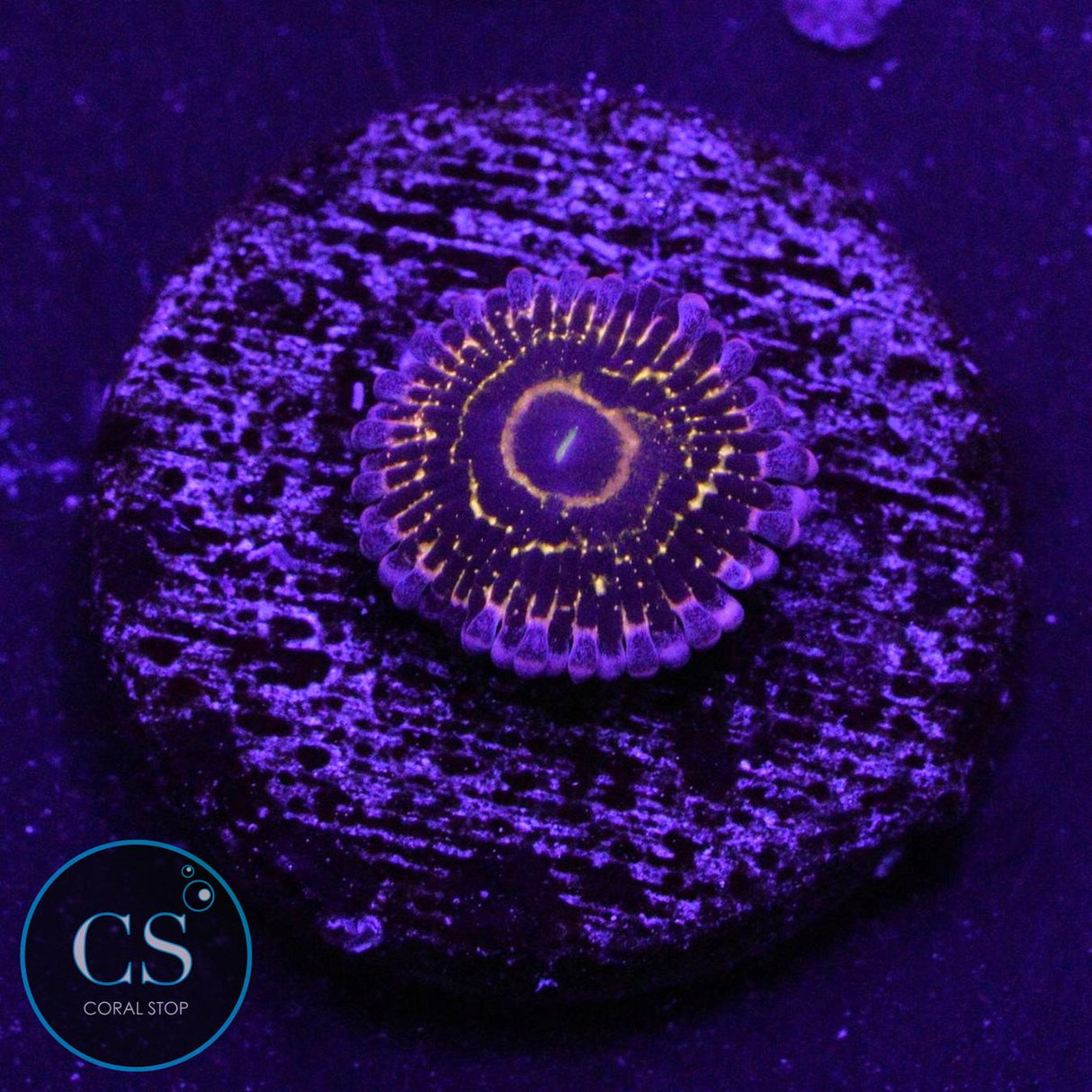 STRATOSPHERE ZOA