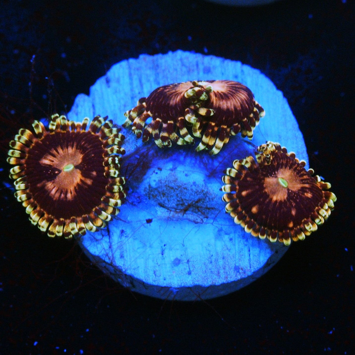 RR KOALA EYE ZOA