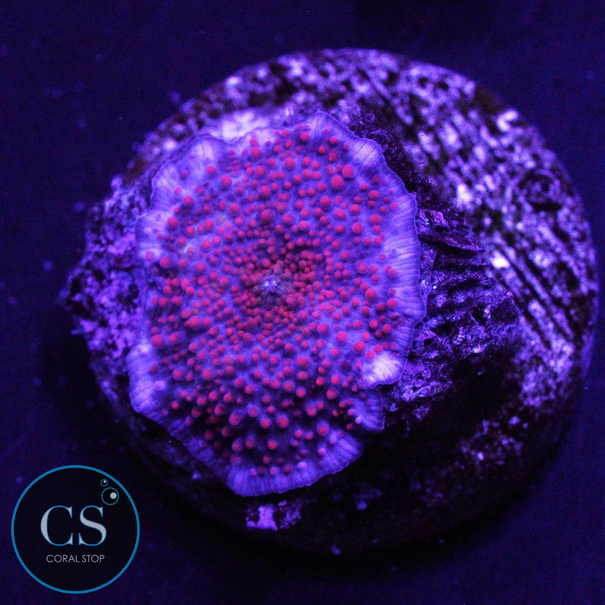 INTERSTELLAR MUSHROOM