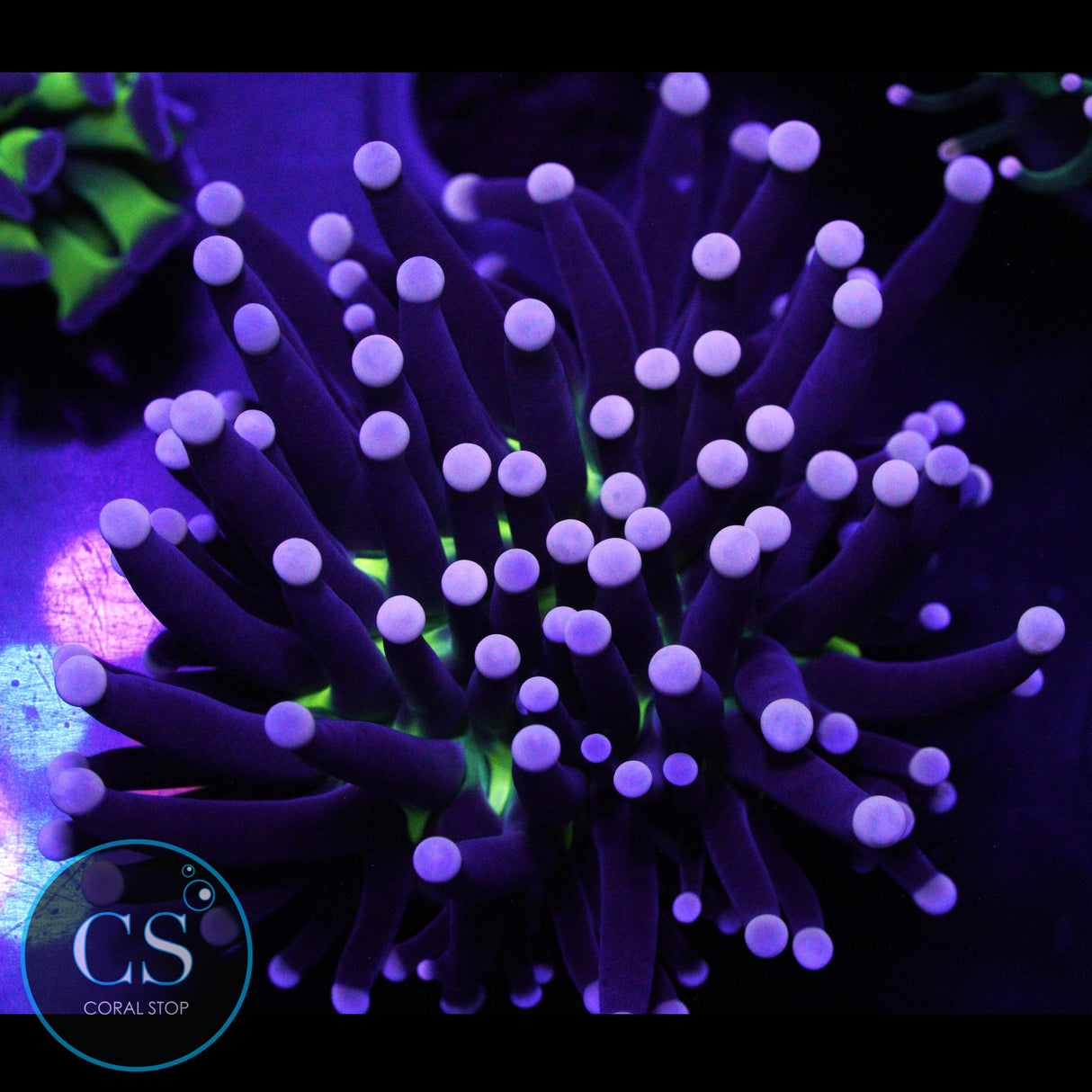 MALAYSIAN HURRICANE TORCH