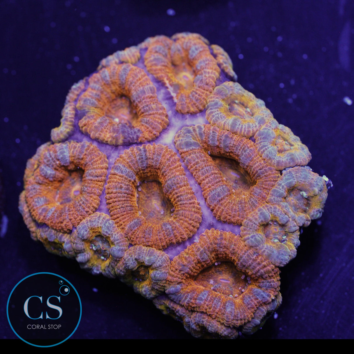 AUSSIE ACAN