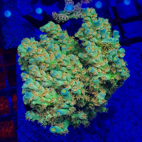 SC Orange Passion Acro