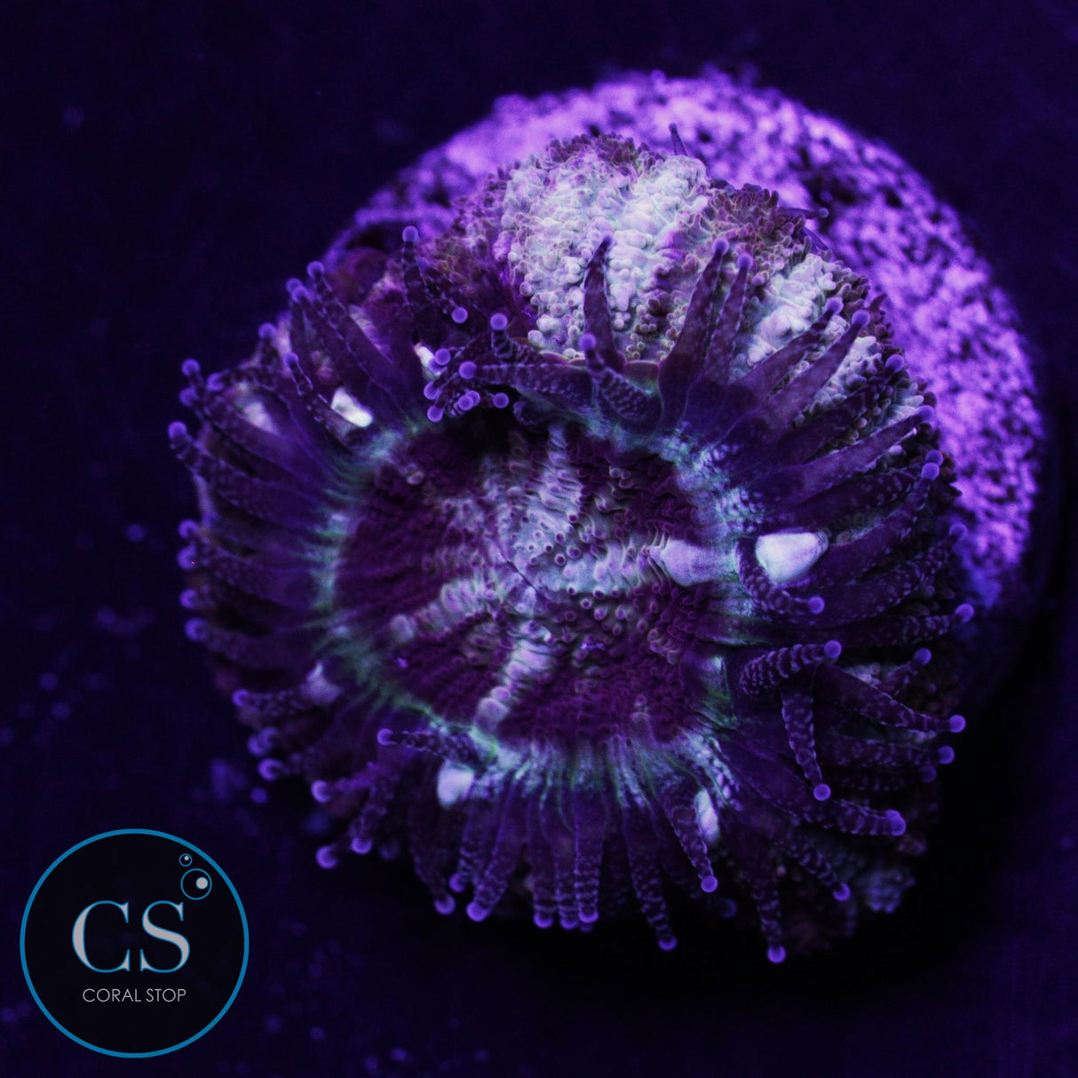 Fire Star Asian Acan