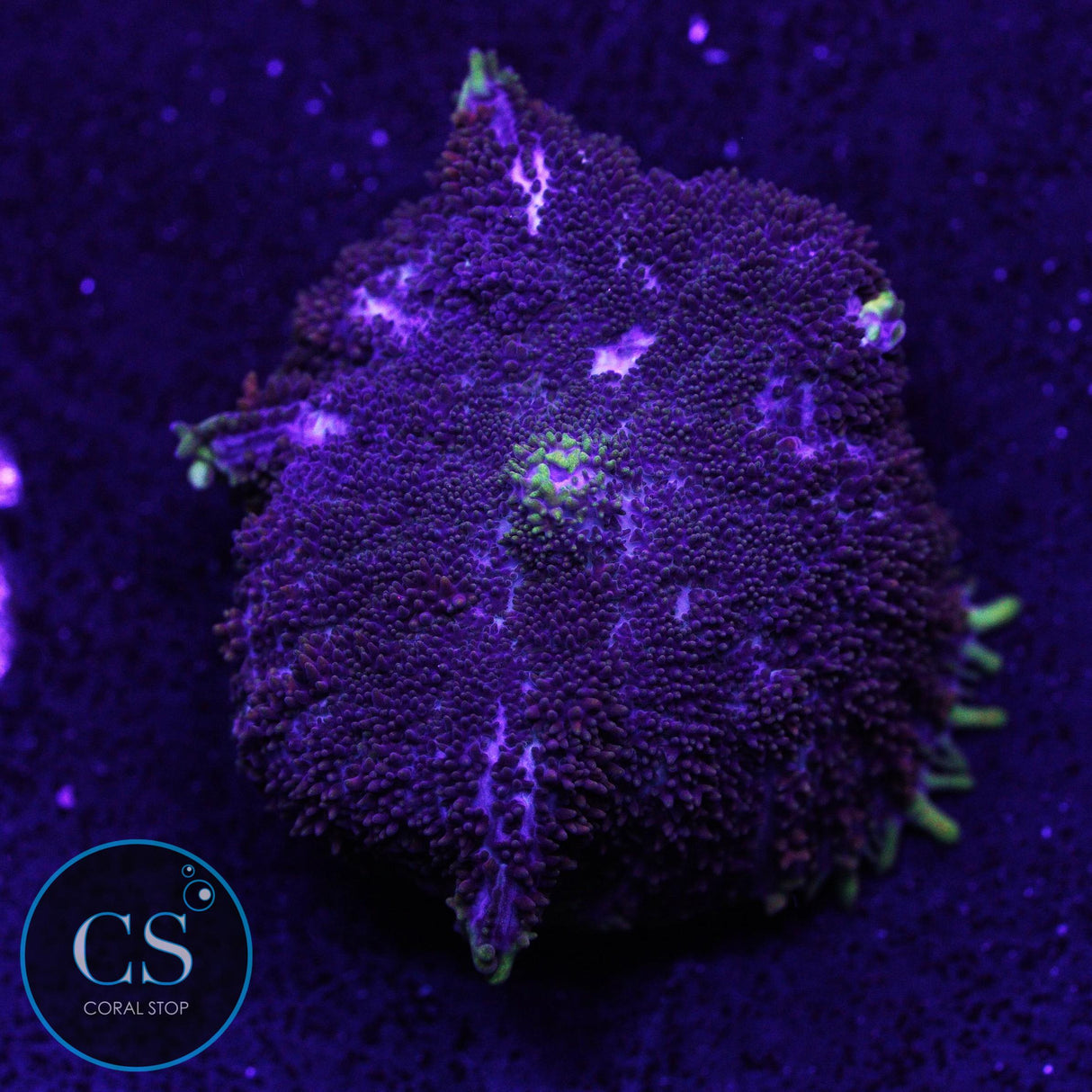 CS Midnight Embers Mushroom