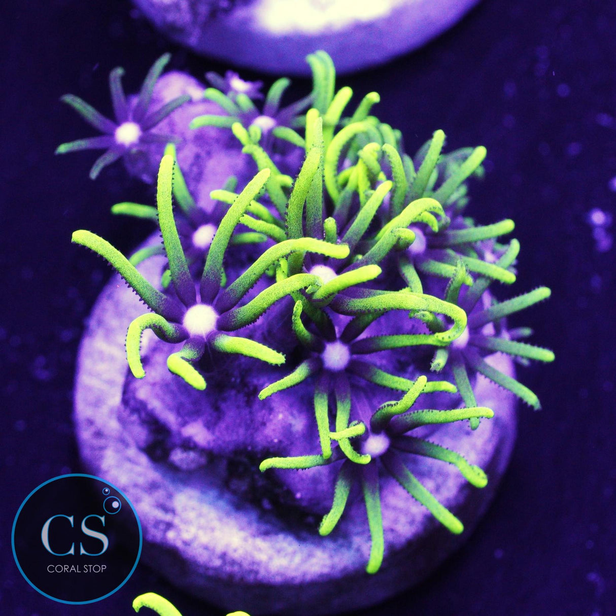 Green Star Polyps