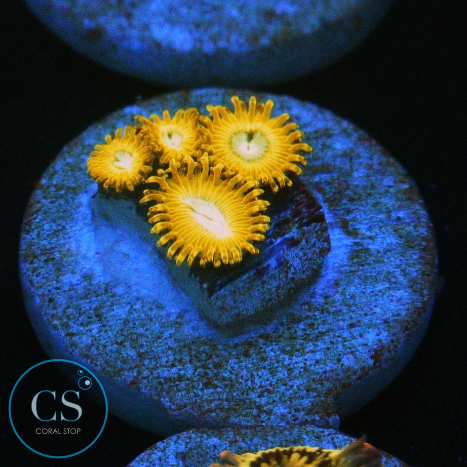 PIKACHU ZOA
