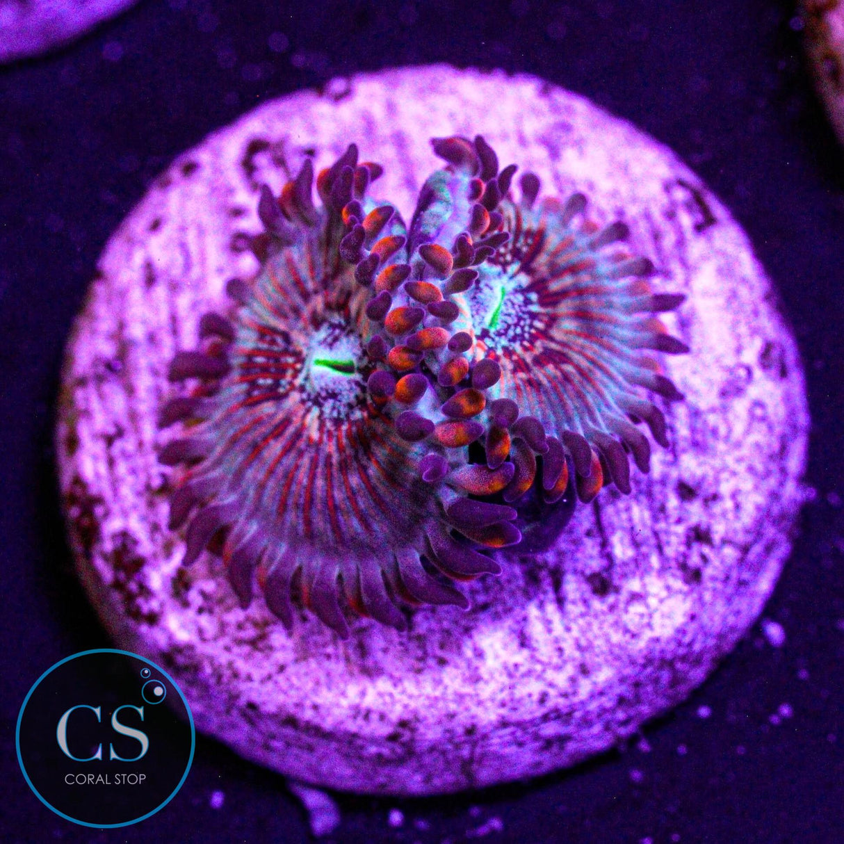 CB White Zombies Zoa