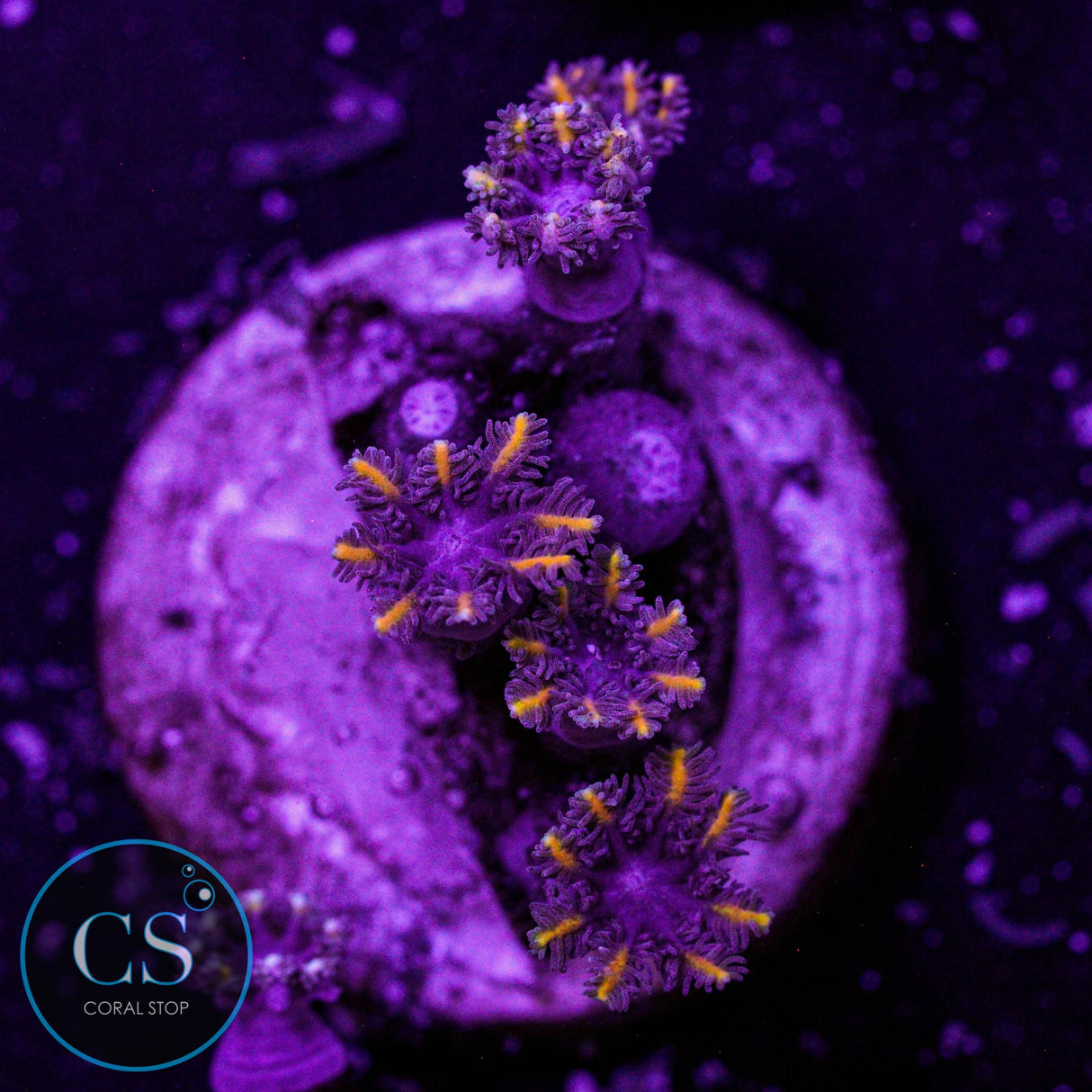 Golden Clove Polyps