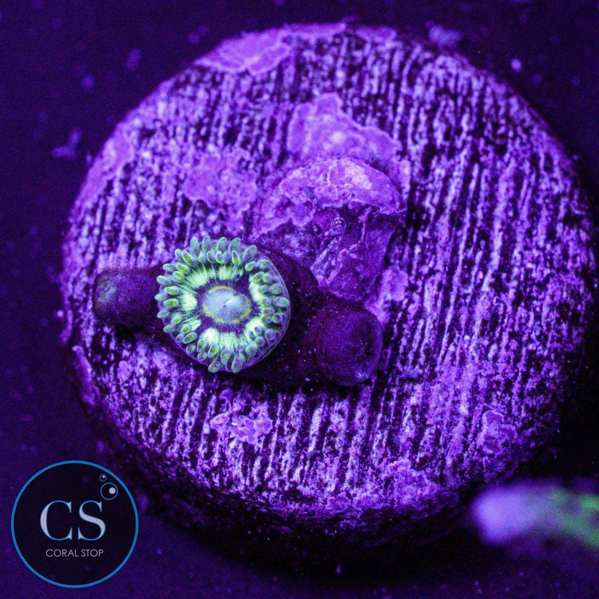Spectral Hornet Zoa