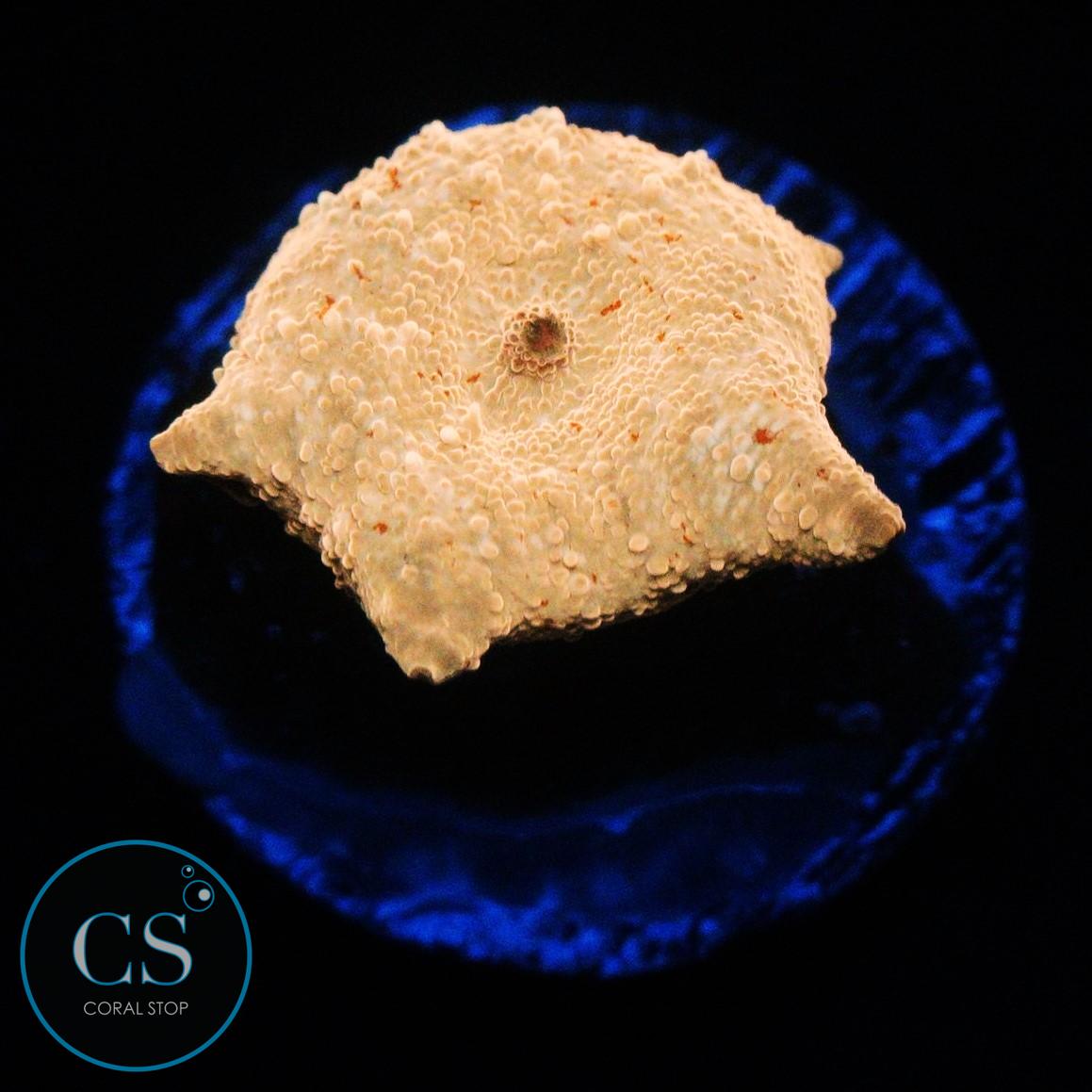 POLETTI JAWBREAKER MUSHROOM