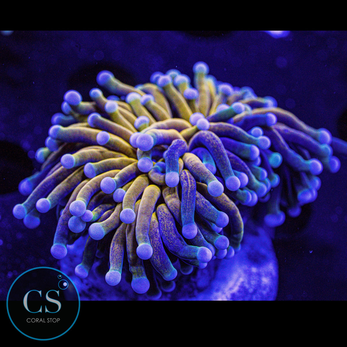Pink Tip OG Fat Head Tiger Torch