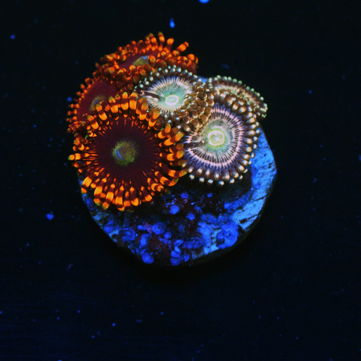 ADG MIKU FREAK LUNAR ECLIPSE COMBO ZOA