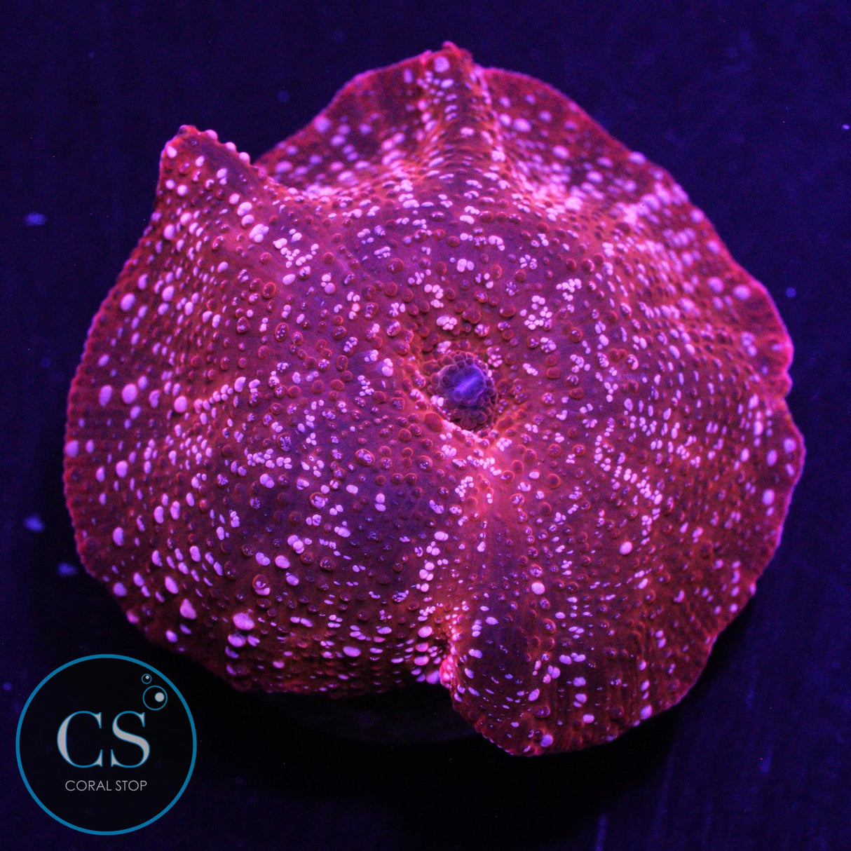 WHITE SPECKLED ORANGE DISCO MUSHROOM