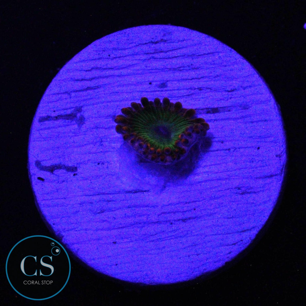 ELECTRIC OOMPA LOOMPA ZOA