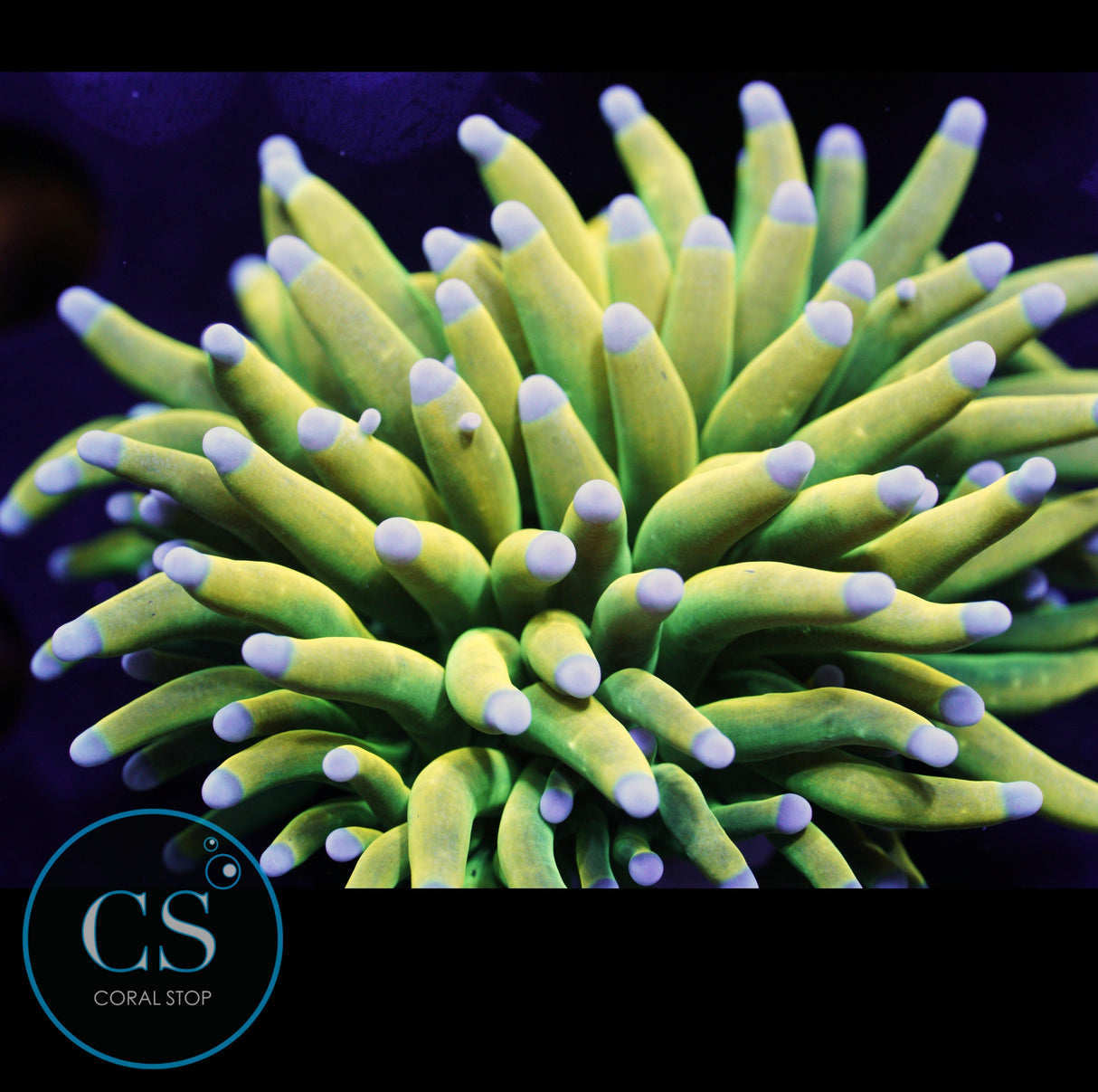 ULTIMATE BANANA GRAIL TORCH BABY BLUE TIP