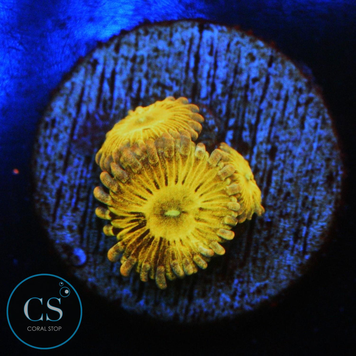 SIMPSONS DONUT ZOA