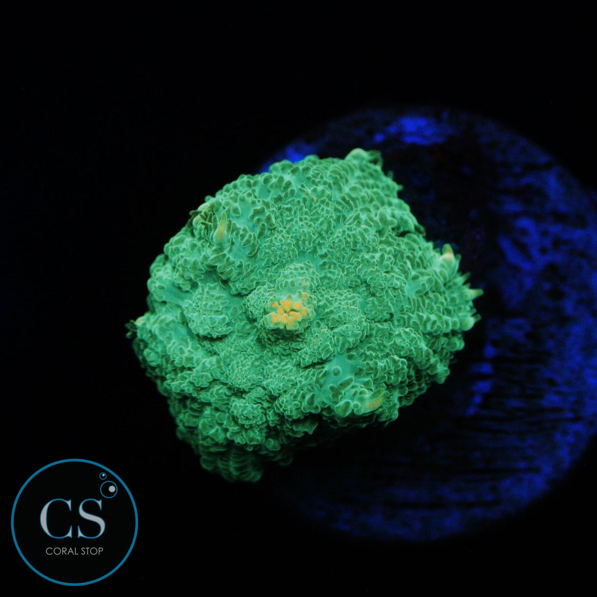 GOLD MINE MUSHROOM
