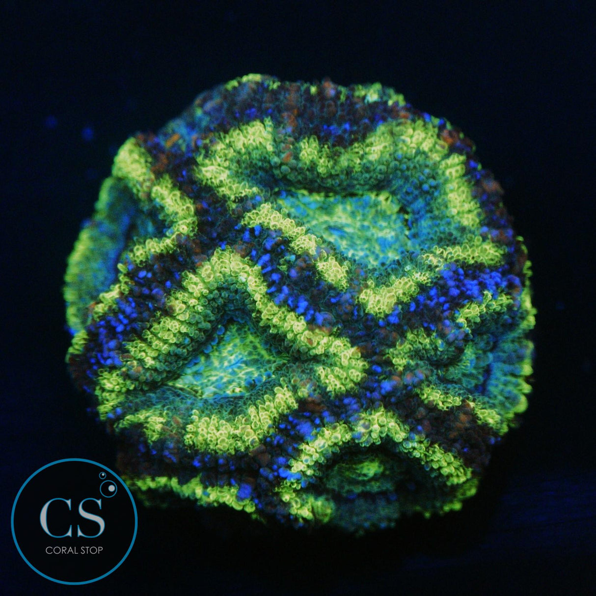 GREEN HULK ACAN