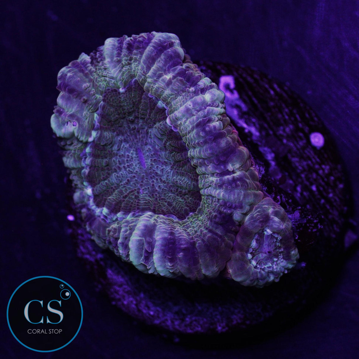 Pirate's Loot Asian Acan
